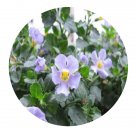 DwarfGiantFarm 800Pcs A Set Bacopa diffusus Seed ProQgf