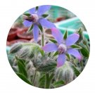 DwarfGiantFarm 800Pcs A Set Borago officinalis Seed ProQgf