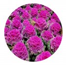DwarfGiantFarm 800Pcs A Set Brassica Oleracea Seed ProQgf