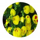 DwarfGiantFarm 800Pcs A Set Calceolaria herbeohybrida Seed ProQgf