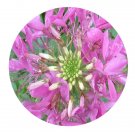 DwarfGiantFarm 800Pcs A Set Cleome spinosa Seed  ProQgf