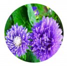DwarfGiantFarm 800Pcs A Set Callistephus chinensis Seed ProQgf