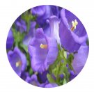 DwarfGiantFarm 800Pcs A Set Campanula medium Seed ProQgf