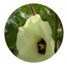 DwarfGiantFarm 800Pcs A Set Hibiscus esculen Seed ProQgf