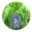 DwarfGiantFarm 800Pcs A Set Veronica persica Poir Seed ProQgf