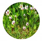 DwarfGiantFarm 800Pcs A Set Sisyrinchium rosulatum Seed ProQgf