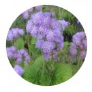 DwarfGiantFarm 800Pcs A Set Ageratum houstonianum Seed ProQgf