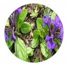 DwarfGiantFarm 800Pcs A Set Ajuga decumbens Thunb Seed  ProQgf