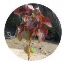 DwarfGiantFarm 800Pcs A Set Acalypha wikesiana Seed  ProQgf