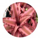 DwarfGiantFarm 100Pcs A Set Cryptanthus acaulis Beer Seed  ProQgf