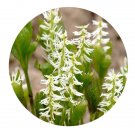 DwarfGiantFarm 800Pcs A Set Chloranthus Seed  ProQgf