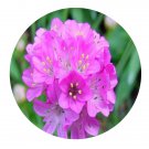 DwarfGiantFarm 800Pcs A Set Armeria maritima Seed  ProQgf