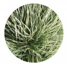 DwarfGiantFarm 800Pcs A Set Arrhenatherum elatius  Seed ProQgf