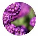 DwarfGiantFarm 800Pcs A Set Primula denticulata Smith Seed  ProQgf