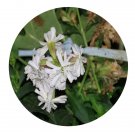 DwarfGiantFarm 800Pcs A Set Saponaria  Seed   ProQgf