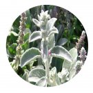 DwarfGiantFarm 800Pcs A Set Stachys lanata Seed ProQgf