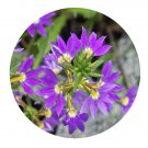 DwarfGiantFarm 800Pcs A Set Scaevola aemula Seed  ProQgf