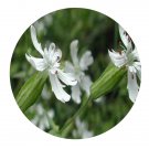 DwarfGiantFarm 800Pcs A Set Silene fortunei Vis Seed ProQgf
