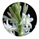 DwarfGiantFarm 800Pcs A Set Polianthes tuberosa Seed ProQgf