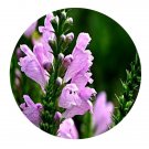 DwarfGiantFarm 800Pcs A Set Physostegia virginiana Seed ProQgf