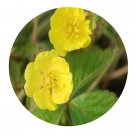 DwarfGiantFarm 800Pcs A Set Potentilla freyniana Seed ProQgf