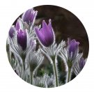 DwarfGiantFarm 800Pcs A Set Pulsatilla chinensis Seed ProQgf
