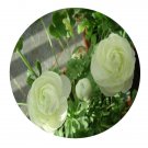 DwarfGiantFarm 800Pcs A Set Ranunculus asiaticus Seed ProQgf