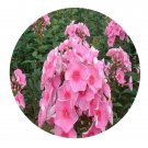 DwarfGiantFarm 800Pcs A Set Phlox paniculata  Seed ProQgf