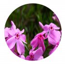DwarfGiantFarm 800Pcs A Set Phlox subulata Seed ProQgf