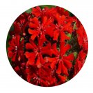 DwarfGiantFarm 800Pcs A Set Lvchnis chalcedonica Seed ProQgf