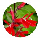 DwarfGiantFarm 800Pcs A Set Lobelia Will Scarlet Seed ProQgf