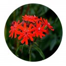 DwarfGiantFarm 800Pcs A Set Lychnis haageana Seed ProQgf