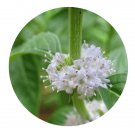 DwarfGiantFarm 800Pcs A Set Mentha  piperita Seed ProQgf