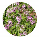 DwarfGiantFarm 800Pcs A Set Orychophragmus violaceus Seed ProQgf