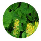 DwarfGiantFarm 800Pcs A Set Ligularia sibirica Seed  ProQgf