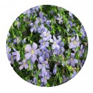 DwarfGiantFarm 800Pcs A Set Linum perenne Seed  ProQgf