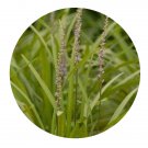 DwarfGiantFarm 800Pcs A Set Liriope Platyphylla Wang et Tang Seed  ProQgf