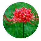 DwarfGiantFarm 800Pcs A Set Lycoris radiata Seed ProQgf