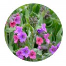 DwarfGiantFarm 800Pcs A Set Pulmonaria sp Seed ProQgf