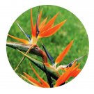 DwarfGiantFarm 800Pcs A Set Strelitzia reginae Seed ProQgf