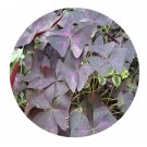DwarfGiantFarm 800Pcs A Set Trifolium repens Seed  ProQgf