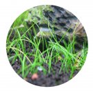 DwarfGiantFarm 3000Pcs A Set Eleocharis yokoscensis Seed ProQgf