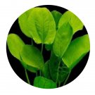 DwarfGiantFarm 3000Pcs A Set Echinodorus macrophyllus Seed ProQgf