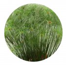 DwarfGiantFarm 3000Pcs A Set Cyperus papyrus Seed ProQgf