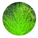 DwarfGiantFarm 3000Pcs A Set Hygrophila balsamica Seed  ProQgf