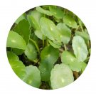 DwarfGiantFarm 3000Pcs A Set Hydrocotyle vulgaris Seed  ProQgf