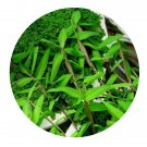DwarfGiantFarm 3000Pcs A Set Hygroryza aristata Seed  ProQgf