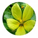 DwarfGiantFarm 3000Pcs A Set Ludwigia peploides Seed ProQgf