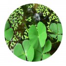 DwarfGiantFarm 3000Pcs A Set Marsilea quadrifolia Seed ProQgf