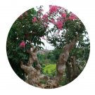 DwarfGiantFarm 200Pcs A Set Lagerstroemia indica Seed ProQgf